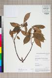 ئW:Trachelospermum axillare J. D. Hooker