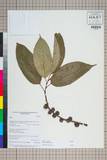 中文種名:Ficus neriifolia Sm.
