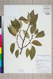 中文種名:Ficus neriifolia Sm.