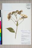ئW:Hydrangea robusta Hook. f. & Thomson