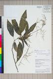 ئW:Pilea longipedunculata S. S. Chien & C. J. Chen