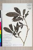 ئW:Fosbergia shweliensis (J. Anthony) Tirveng. & Sastre