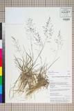 ئW:Eragrostis nigra Nees ex Steud.