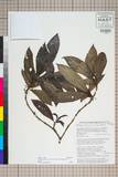 中文種名:Fosbergia shweliensis (J. Anthony) Tirveng. & Sastre
