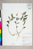 ئW:Mimulus tenellus Bunge