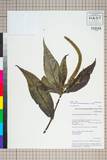ئW:Veronicastrum brunonianum (Benth.) D. Y. Hong