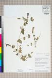 ئW:Torenia asiatica L.