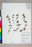 ئW:Mimulus szechuanensis Pai