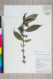 中文種名:Lasianthus biermannii King ex Hook. f.