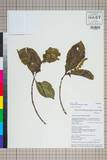 中文種名:Premna racemosa Wall. ex Schauer