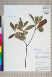 中文種名:Edgeworthia gardneri Meisn. ex Wall.