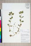 ئW:Mimulus szechuanensis Pai