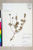 中文種名:Hypericum henryi H. L憝. & Vaniot