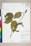 中文種名:Corylopsis tr...
