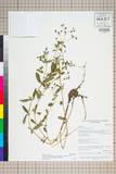ئW:Hypericum petiolulatum Hook. f. & Thomson ex Dyer