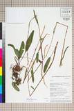 ئW:Polygonum viviparum L.