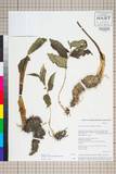 ئW:Maianthemum oleraceum (Baker) La Frankie