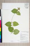 ئW:Marsdenia thyrsiflora Hook. f.