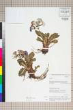 ئW:Primula sonchifolia Franch.