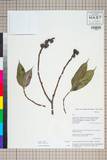 ئW:Ficus neriifolia Sm.