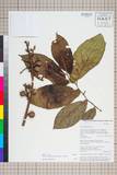 中文種名:Ficus semicordata Buch.-Ham. ex Sm.