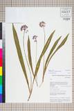 ئW:Allium prattii C. H. Wright