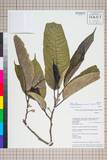 ئW:Artocarpus gongshanensis S. K. Wu
