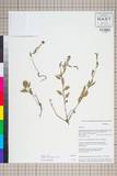 ئW:Oenothera rosea LH?r. ex Aiton