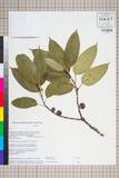 ئW:Ficus neriifolia Sm.