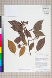 ئW:Sorbus thomsonii (King ex Hook. f.) Rehder