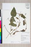 ئW:Thladiantha cordifolia (Blume) Cogn.