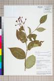 ئW:Polygonum chinense L. var. ovalifolium Meisn.