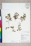 中文種名:Ranunculus ficariifolius H. L憝. & Vaniot