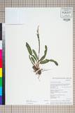 ئW:Polygonum viviparum L.