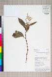 ئW:Polygonum molle D. Don