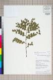 中文種名:Smilax myrtillus A. DC. var. rigida Noltie