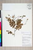ئW:Smilax myrtillus A. DC. var. rigida Noltie