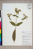 ئW:Swertia bimaculata (Siebold & Zucc.) Hook. f. & Thomson ex C