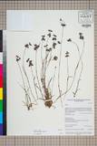 ئW:Juncus rostocarpus Miyamoto