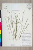 ئW:Juncus bufonius L.