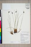 ئW:Juncus longiflorus (A. Camus) Noltie