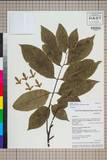 ئW:Engelhardia spicata Lesch. ex Blume