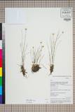 ئW:Juncus benghalensis Kunth