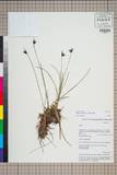 ئW:Juncus longiflorus (A. Camus) Noltie