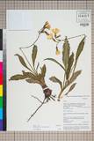 ئW:Primula agleniana Balf. f. & Forrest