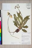 ئW:Primula agleniana Balf. f. & Forrest