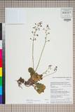 ئW:Primula sinomollis Balf. f. & Forrest