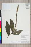ئW:Veronicastrum brunonianum (Benth.) D. Y. Hong
