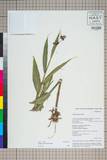 ئW:Cautleya gracilis (Sm.) Dandy