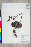 ئW:Bergenia purpurascens (Hook. f. & Thomson) Engl.
